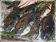 Фугу: опасная рыбка