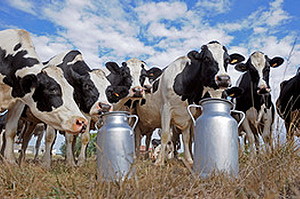 Молоко элитных коров для жителей Мумбая