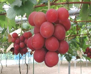 Самый дорогой виноград в мире