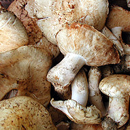 Самые дорогие в мире грибы