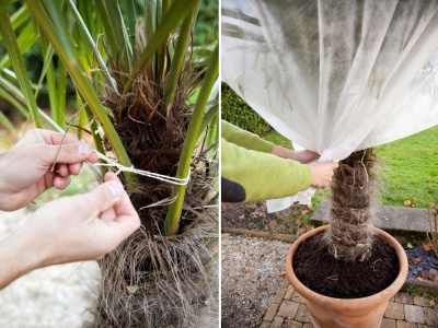 как защитить пальму от заморозков