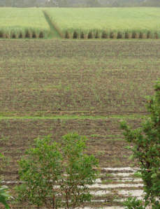 застройки на плантациях сахарного тростника