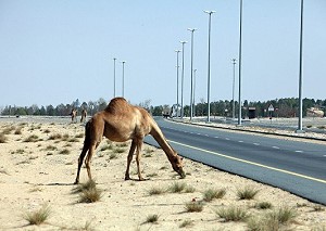 Строительство гольф-курорта Тайгера Вудса в Дубае приостановлено