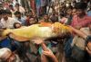 Редкая рыба продана в Бангладеш за 38 тысяч долларов