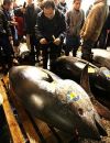 Гигантский тунец продан за 396 тысяч долларов