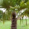 как защитить пальму
